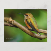 Schöner Rufous Hummingbird auf Twining Vines Postkarte (Vorderseite)