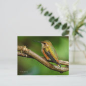 Schöner Rufous Hummingbird auf Twining Vines Postkarte (Stehend Vorderseite)