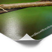 Schöner Rufous Kolibri auf Twining Reben Fotodruck (Ecke)