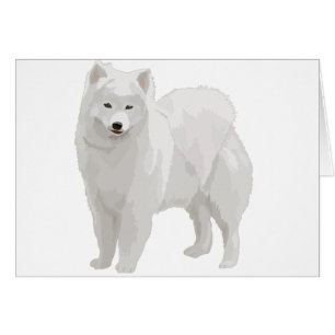 Schöner Samoyed