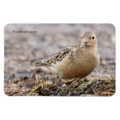 Schöner Sandpferd am Strand Magnet (Horizontal)