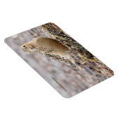 Schöner Sandpferd am Strand Magnet (Rechte Seite)