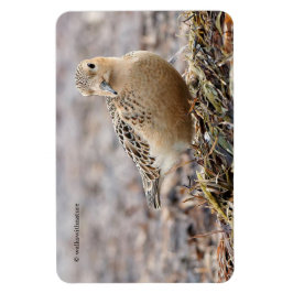 Schöner Sandpferd am Strand Magnet