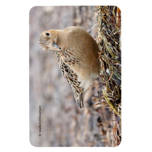 Schöner Sandpferd am Strand Magnet (Vertikal)