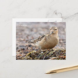 Schöner Sandpferd am Strand Postkarte