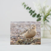 Schöner Sandpferd am Strand Postkarte (Stehend Vorderseite)