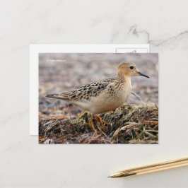 Schöner Sandpferd am Strand Postkarte