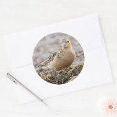 Schöner Sandpferd am Strand Runder Aufkleber (Umschlag)