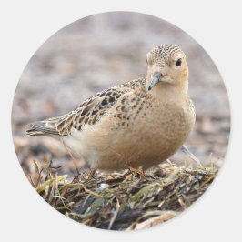 Schöner Sandpferd am Strand Runder Aufkleber