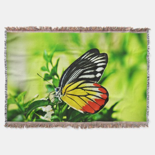 Schöner Schmetterling auf Blume Decke (Vorderseite)
