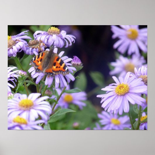 Schöner Schmetterling auf Blume Poster (Vorne)