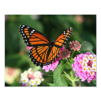 Schöner Schmetterling auf der Blume Lantana Fotodruck