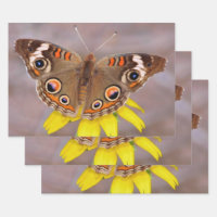 Schöner Schmetterling auf der Gelben Blume