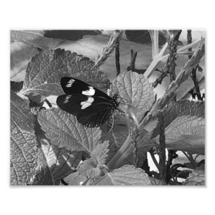 Schöner Schmetterling auf der Leaf in Schwarz und Fotodruck