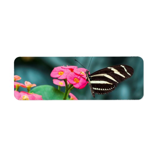 Schöner Schmetterling auf rosa Blume (Vorne)
