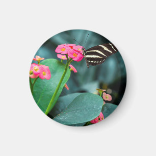 Schöner Schmetterling auf rosa Blume Magnet