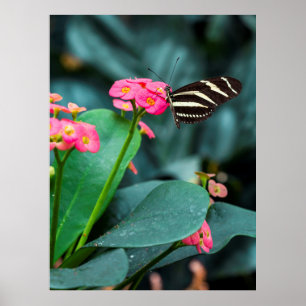 Schöner Schmetterling auf rosa Blume Poster