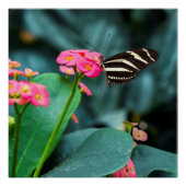 Schöner Schmetterling auf rosa Blume Poster (Vorderseite)