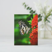 Schöner Schmetterling auf roten Blume Postkarte (Stehend Vorderseite)
