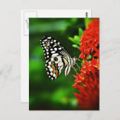 Schöner Schmetterling auf roten Blume Postkarte (Vorne/Hinten)