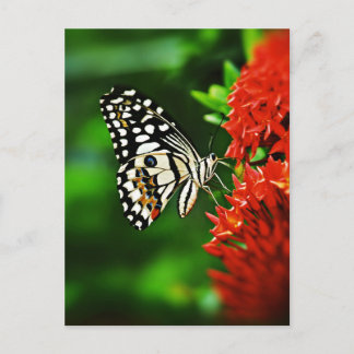 Schöner Schmetterling auf roten Blume Postkarte