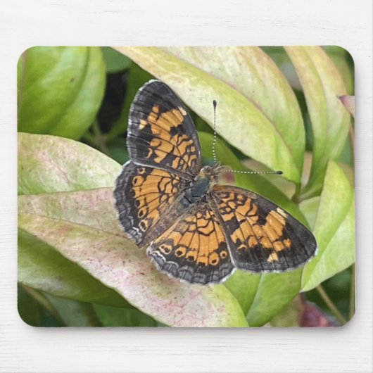 Schöner Schmetterling in Nature Mousepad (Vorne)