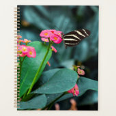 Schöner Schmetterling Planer (Vorderseite)