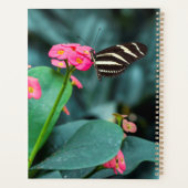 Schöner Schmetterling Planer (Rückseite)