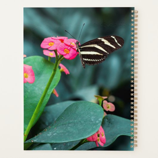 Schöner Schmetterling Planer (Rückseite)