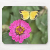 Schöner Schmetterling über Zinnia Mousepad (Vorne)
