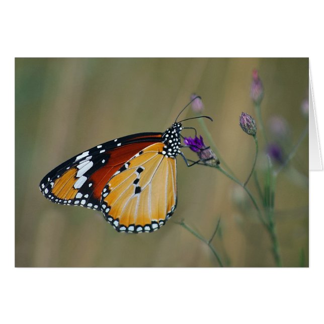 Schöner Schmetterling und Lebendnektar (Vorderseite (Horizontal))