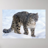 Schöner Schneeleopard Poster (Vorne)