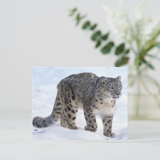 Schöner Schneeleopard Postkarte (Stehend Vorderseite)