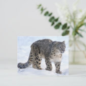 Schöner Schneeleopard Postkarte (Stehend Vorderseite)