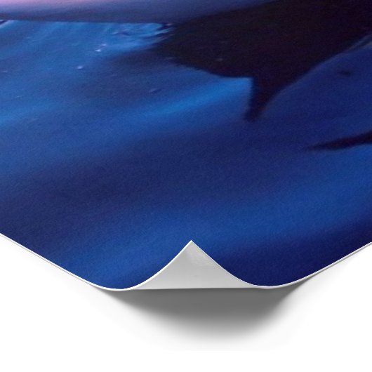 Schöner Schwan am See Poster (Ecke)