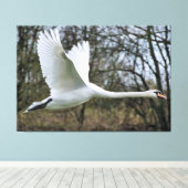 Schöner Schwan in fliegerummantelte Canvas Leinwanddruck (Insitu (Holzboden))