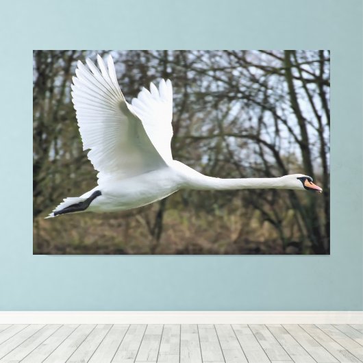 Schöner Schwan in fliegerummantelte Canvas Leinwanddruck (Insitu (Holzboden))