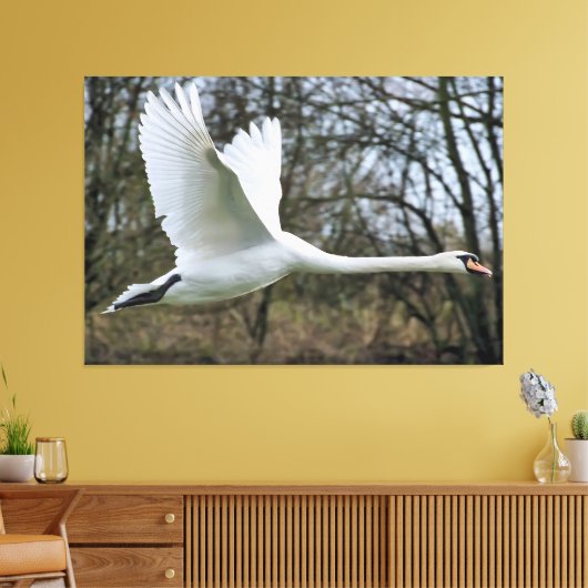 Schöner Schwan in fliegerummantelte Canvas Leinwanddruck (Insitu (Wohnzimmer))