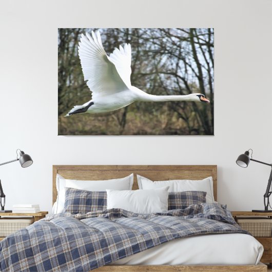 Schöner Schwan in fliegerummantelte Canvas Leinwanddruck (Insitu (Schlafzimmer))