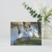 Schöner Schwan, Spreading Wings DIY Postkarte (Stehend Vorderseite)
