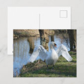 Schöner Schwan, Spreading Wings DIY Postkarte (Vorne/Hinten)