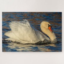 Schöner Schwan und blaues Wasser