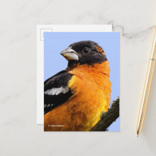 Schöner schwarz gehauener Grosbeak Songbird im Bau Postkarte