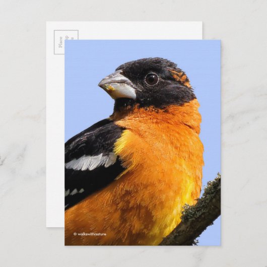 Schöner schwarz gehauener Grosbeak Songbird im Bau Postkarte (Vorne/Hinten)