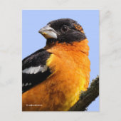 Schöner schwarz gehauener Grosbeak Songbird im Bau Postkarte (Vorderseite)