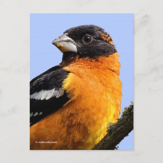 Schöner schwarz gehauener Grosbeak Songbird im Bau Postkarte (Vorderseite)