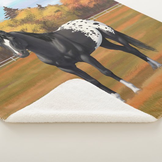 Schöner schwarzer Appaloosa Quarter Pferdehengst Sherpadecke (3/4)