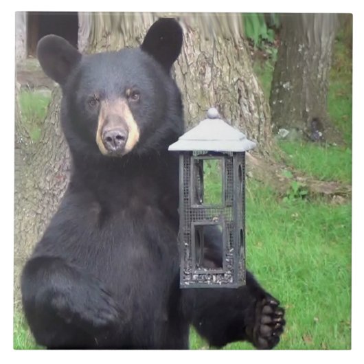 Schöner schwarzer Bär Fliese (Vorderseite)