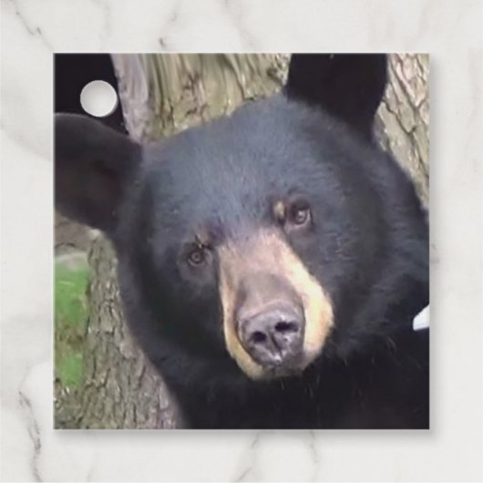 Schöner schwarzer Bär Geschenkanhänger (Vorderseite)