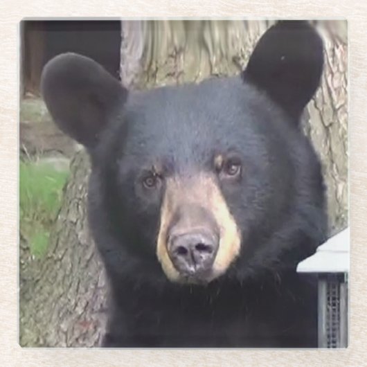 Schöner schwarzer Bär Glasuntersetzer (Vorderseite)